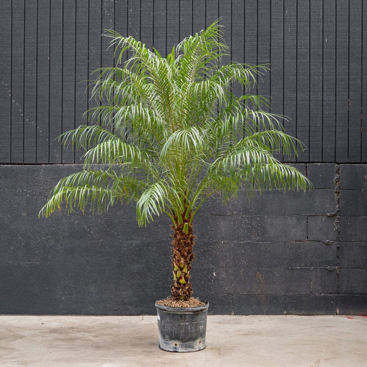 Palm Phoenix Roebellini