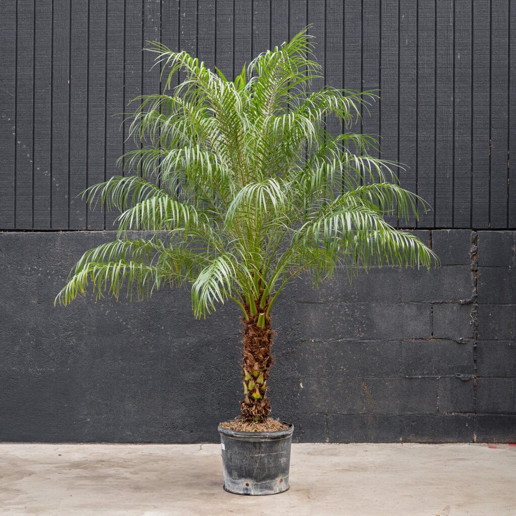 palm robellini plant Palm