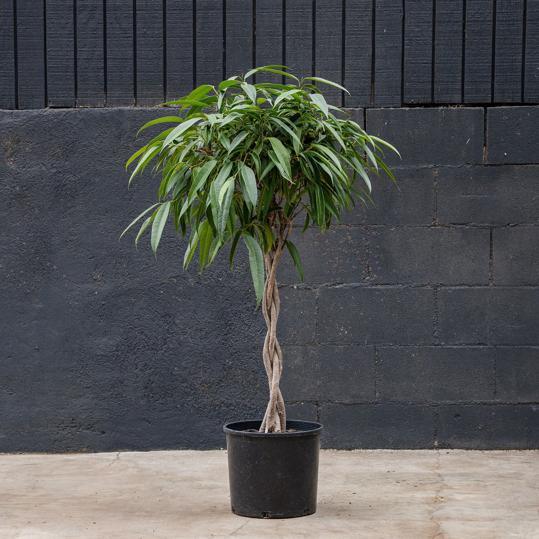 Ficus Alii Braided (Ficus maclellandii)