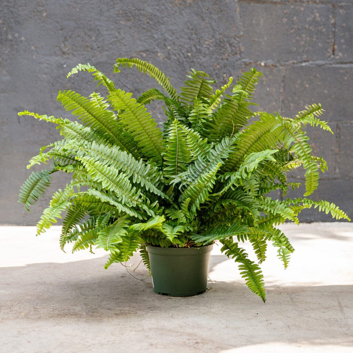 Jester Crown Fern (Nephrolepis obliterata)