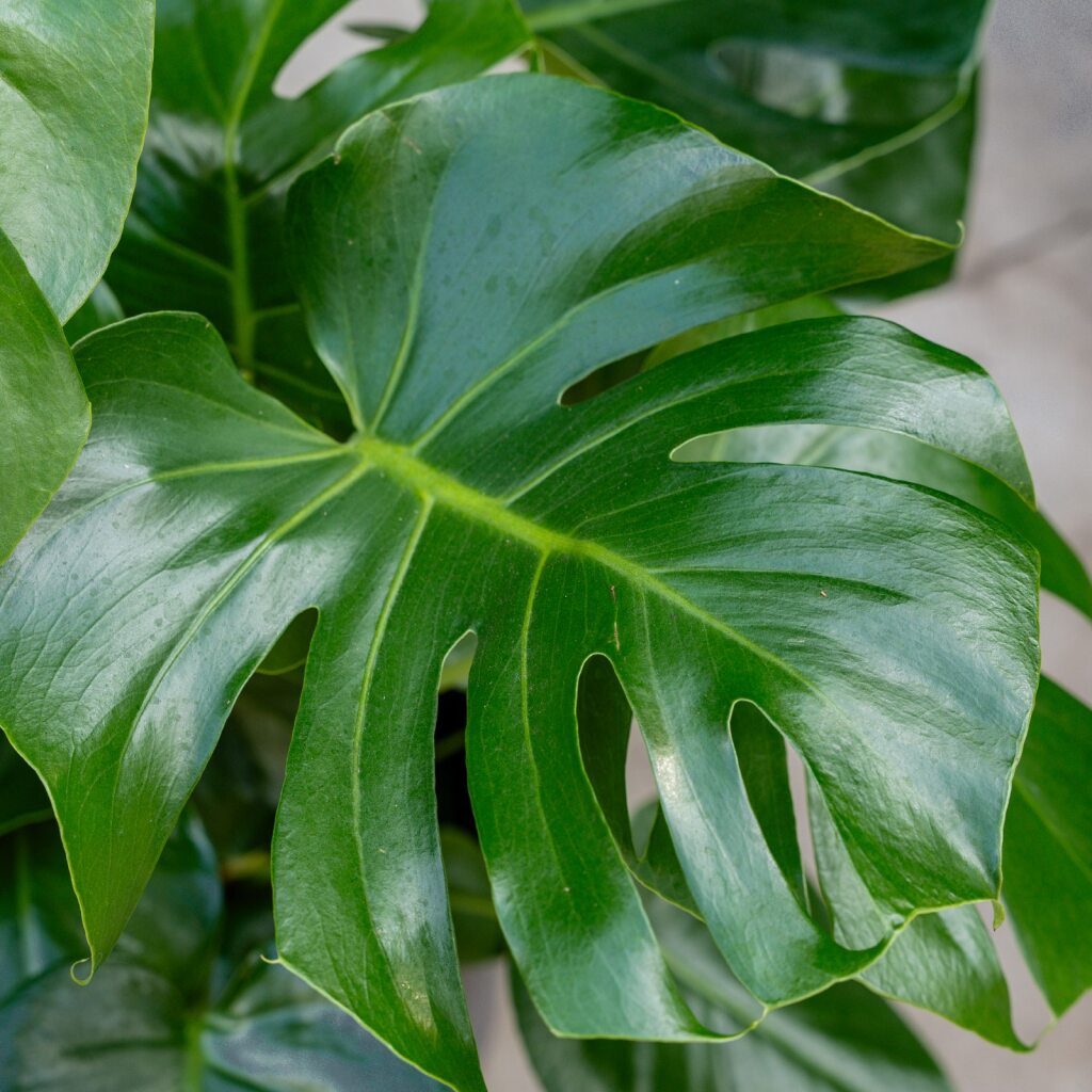 Monstera Deliciosa - Split Leaf Plant on bark
