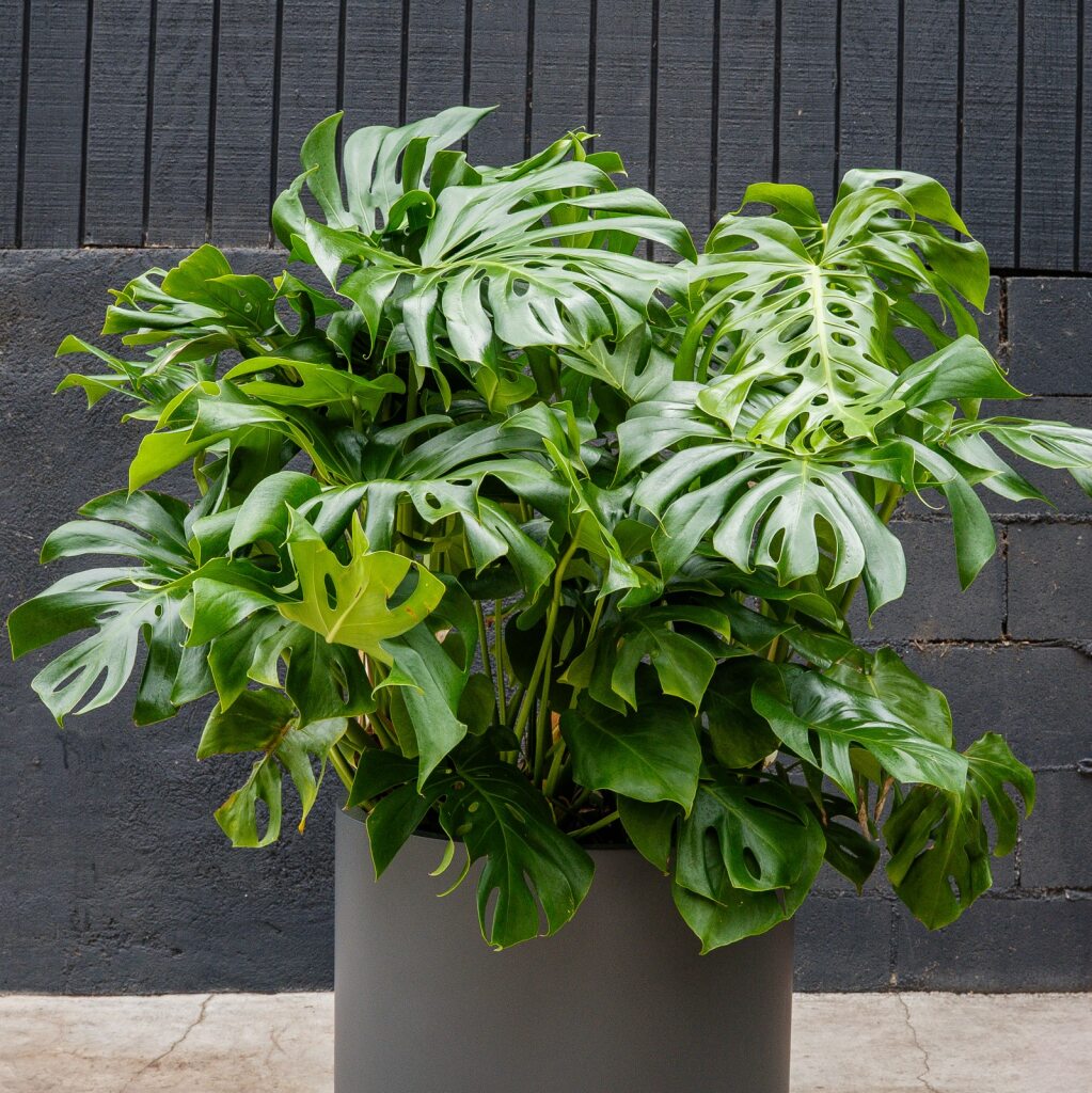 biggest monstera plant Monstera Deliciosa