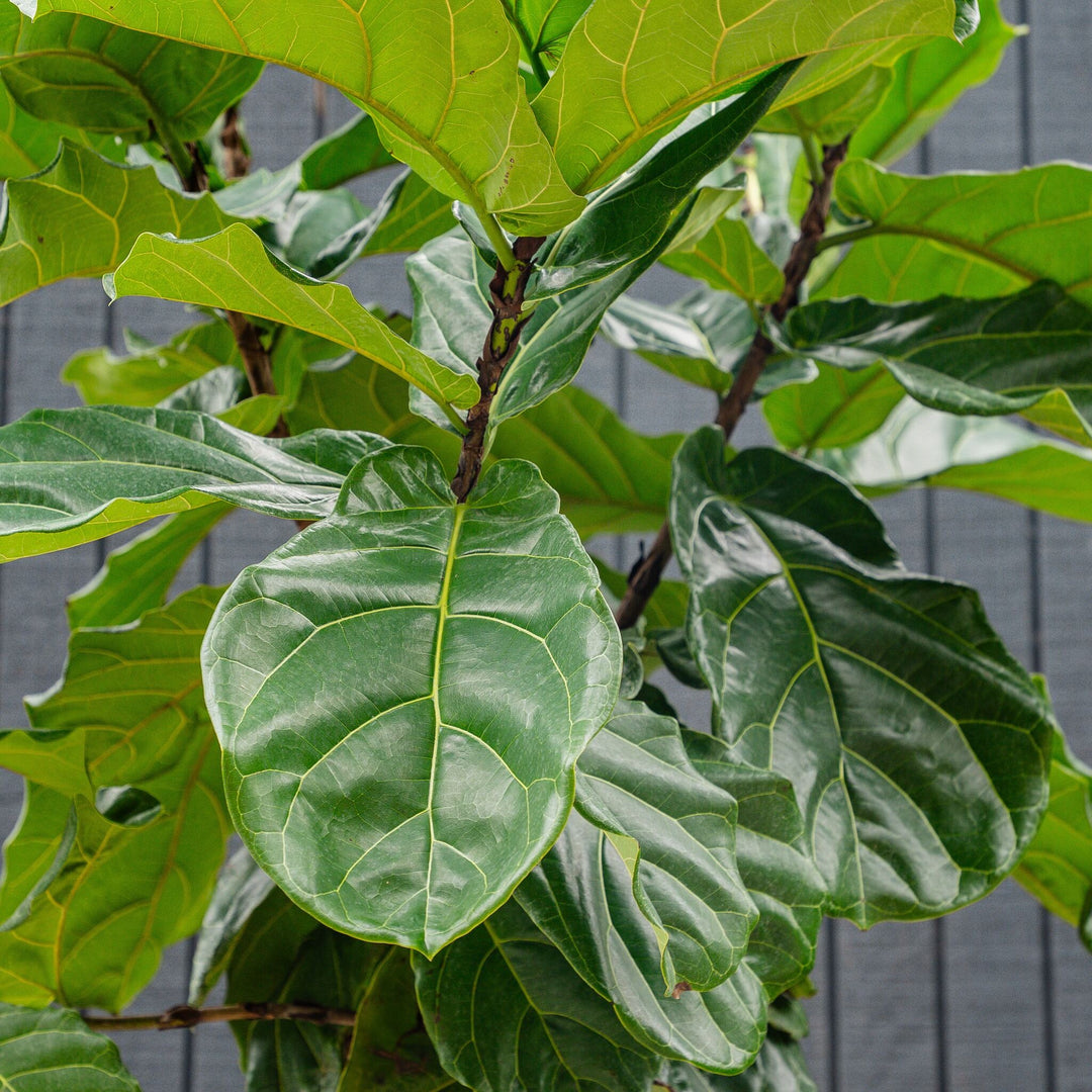 fiddle leaf fig italiano Ficus Lyrata Standard (Fiddle Leaf Fig)