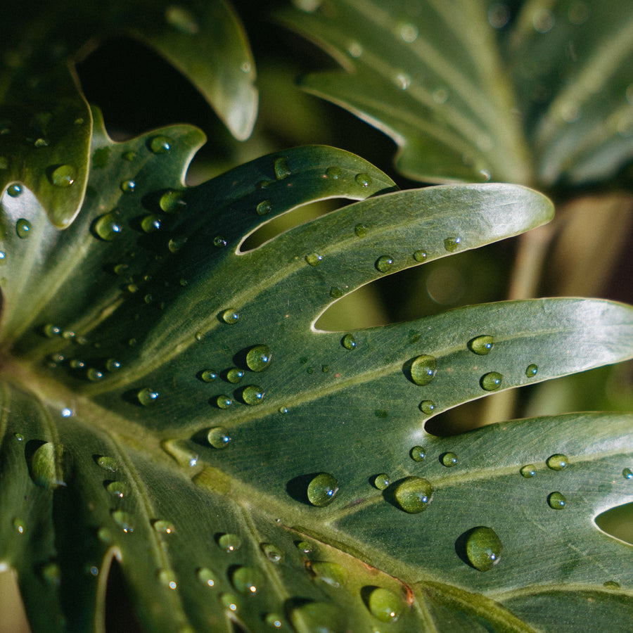 Our Story Rolling Greens