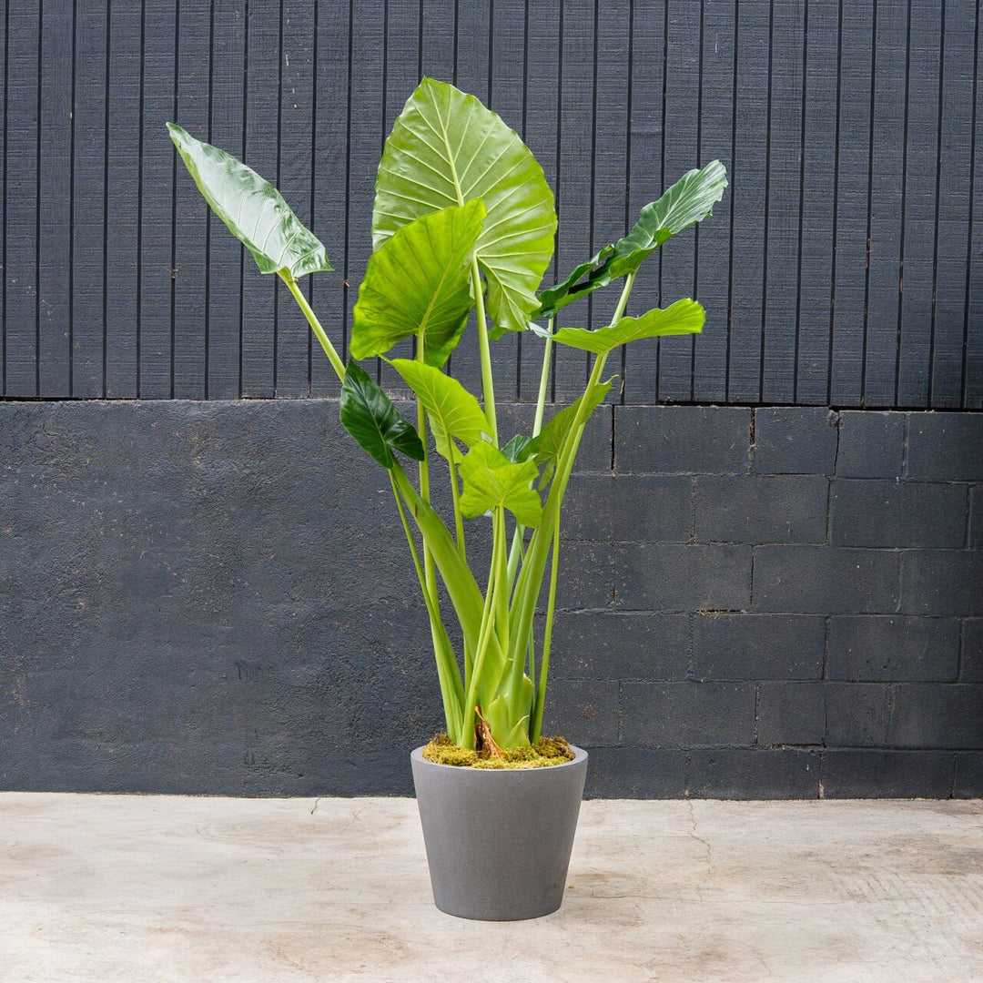 crinkle leaf plant elephant ear Alocasia Calidora (Elephant Ear) – Rolling Greens