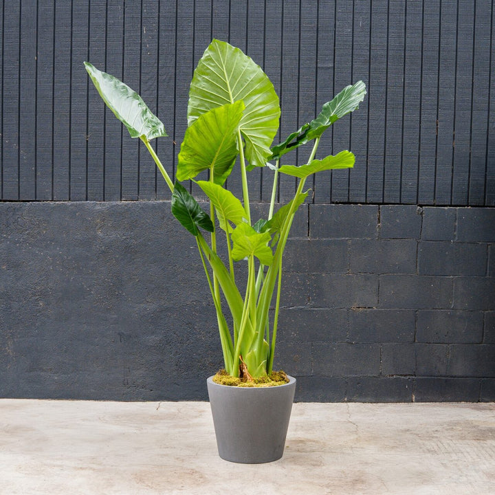Elephant Ear (Alocasia Calidora)