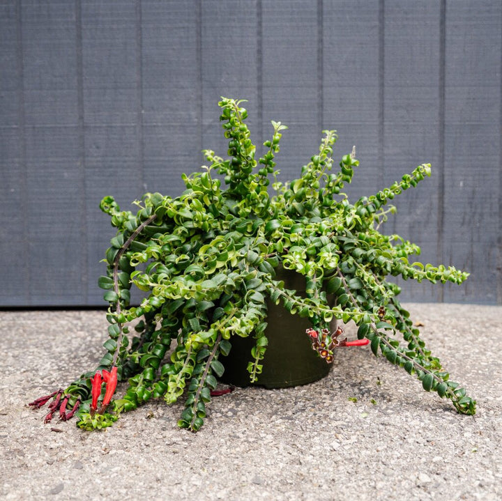 Lipstick Plant Curly (Aeschynanthus radicans ‘Curly’)