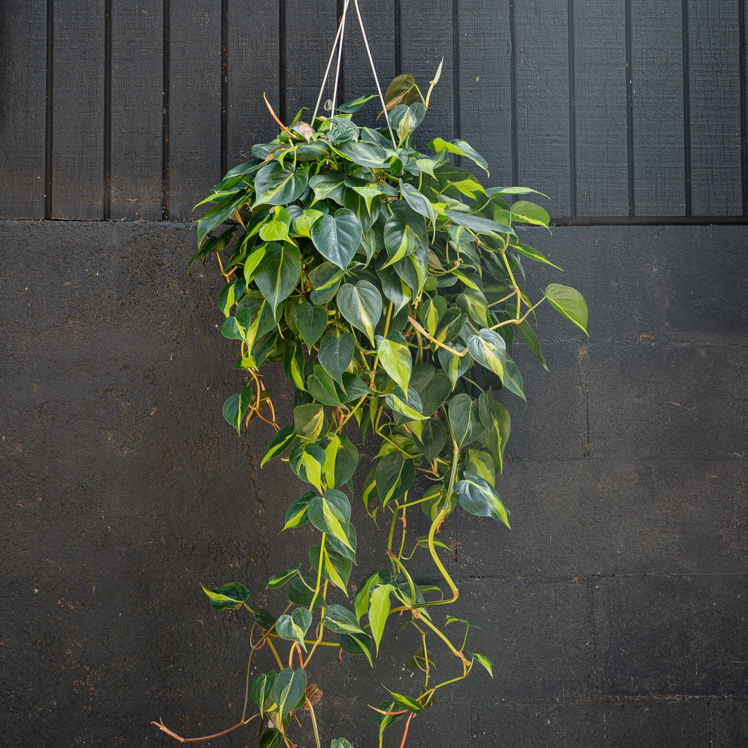 philodendron erasil Philodendron Brasil (Philodendron hederaceum) – Rolling Greens