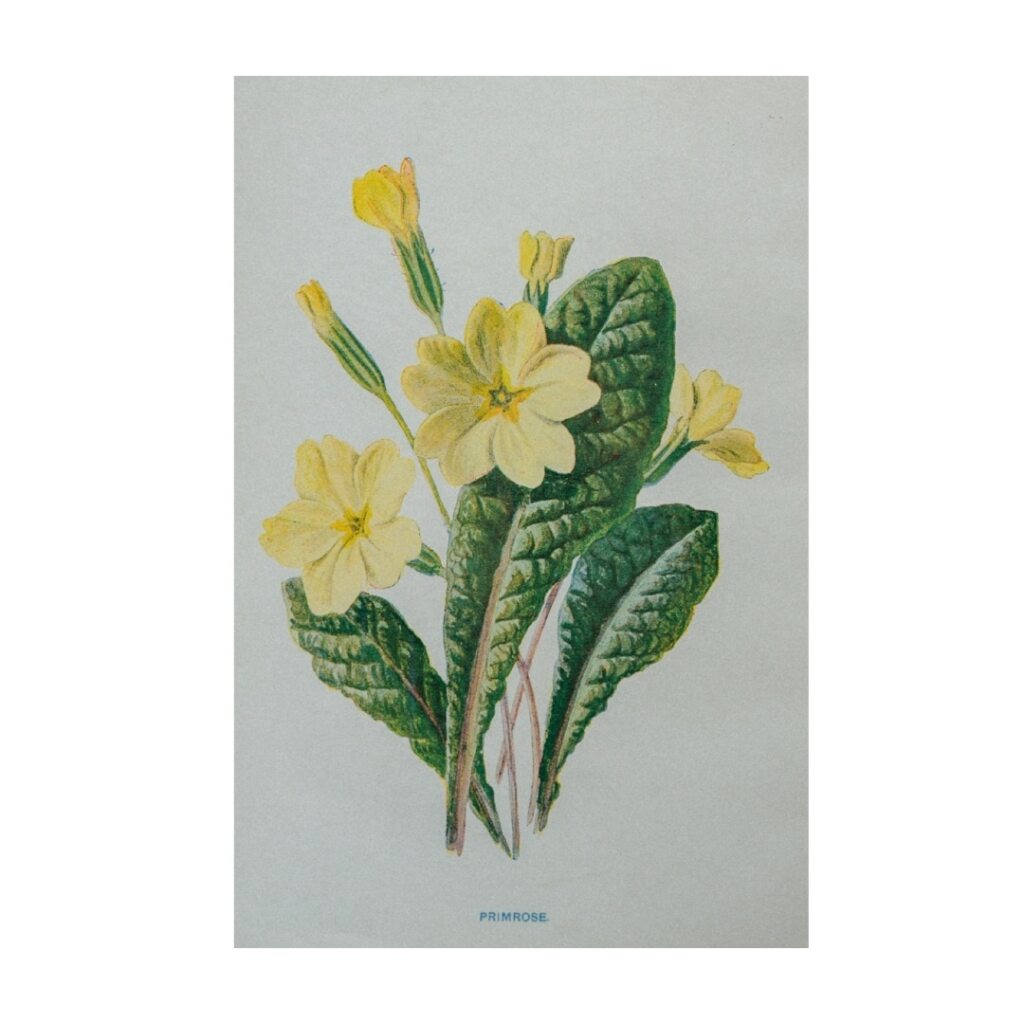 Vintage Botanical Illustration