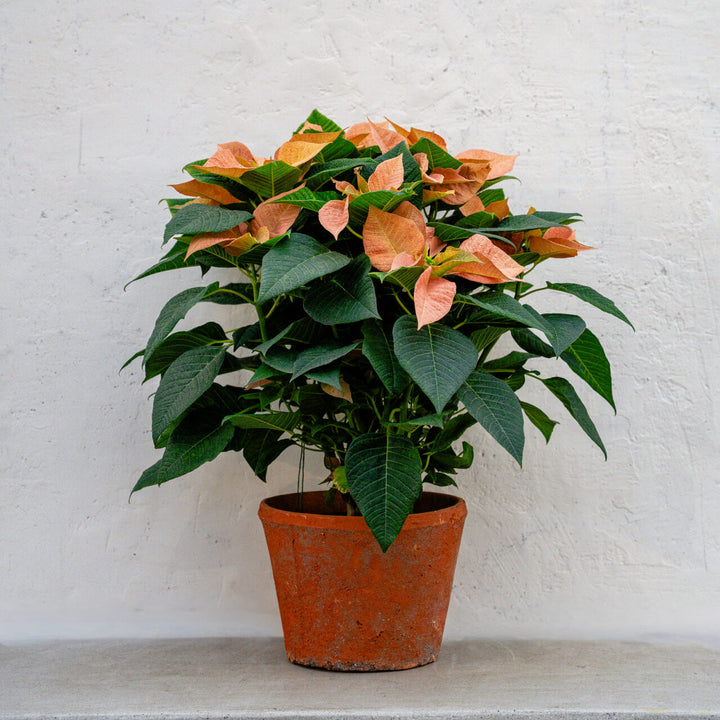 Poinsettia Candy Cinnamon