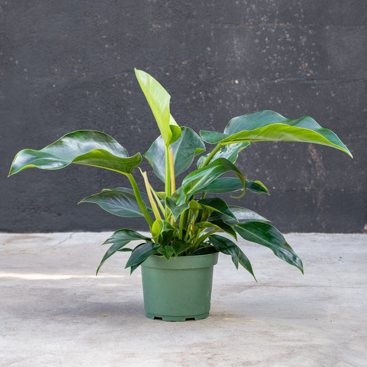 Philodendron Congo Green