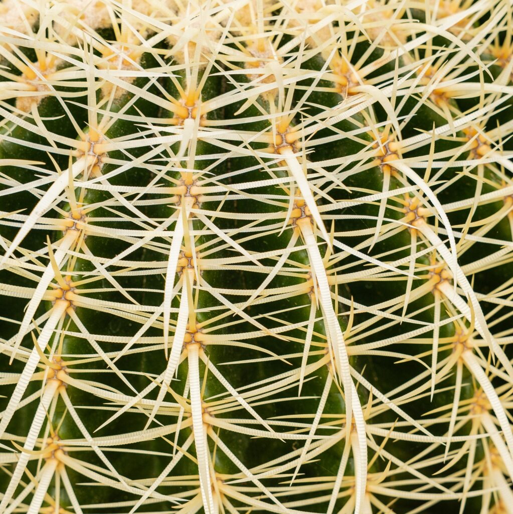 Golden Barrel Cactus (Echinocactus grusonii)