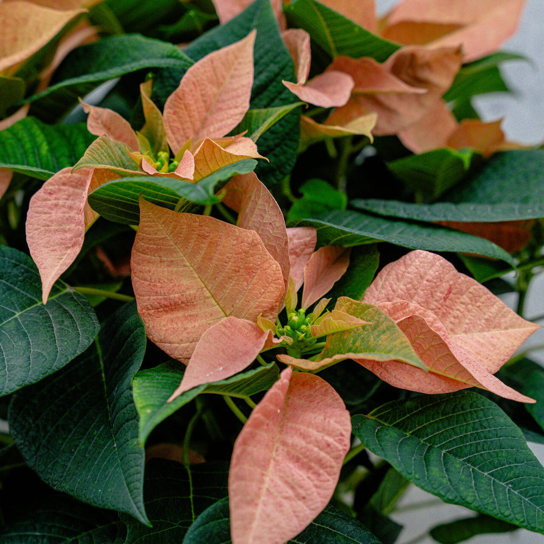 Poinsettia Candy Cinnamon