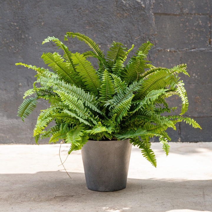 Jester Crown Fern (Nephrolepis obliterata)