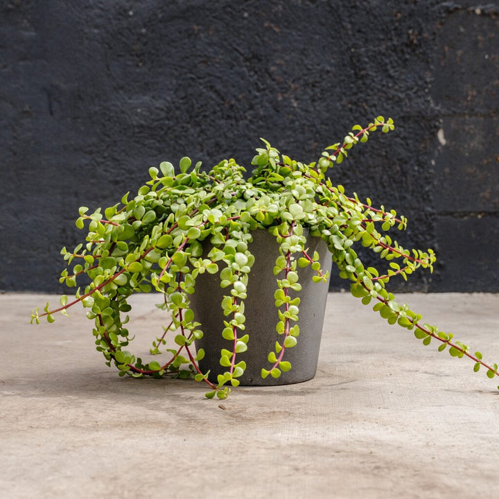 Portulacaria Hanging Minima (Portulacaria afra Minima)