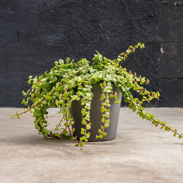 portulacaria mammoth succulent Portulacaria Hanging Minima (Portulacaria afra Minima) – Rolling Greens