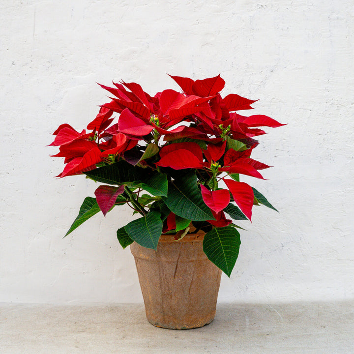 Poinsettia Classic Red