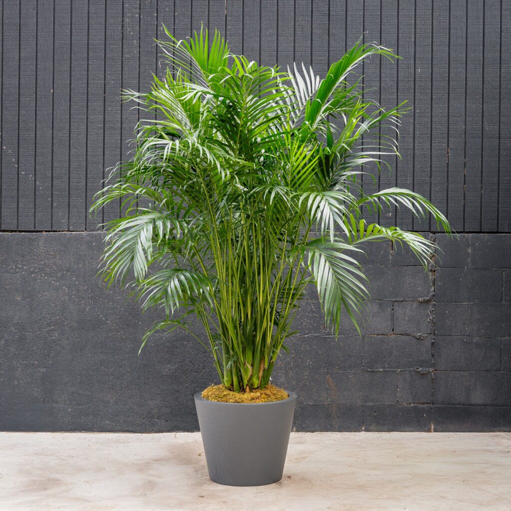 indoor cat palm Palm