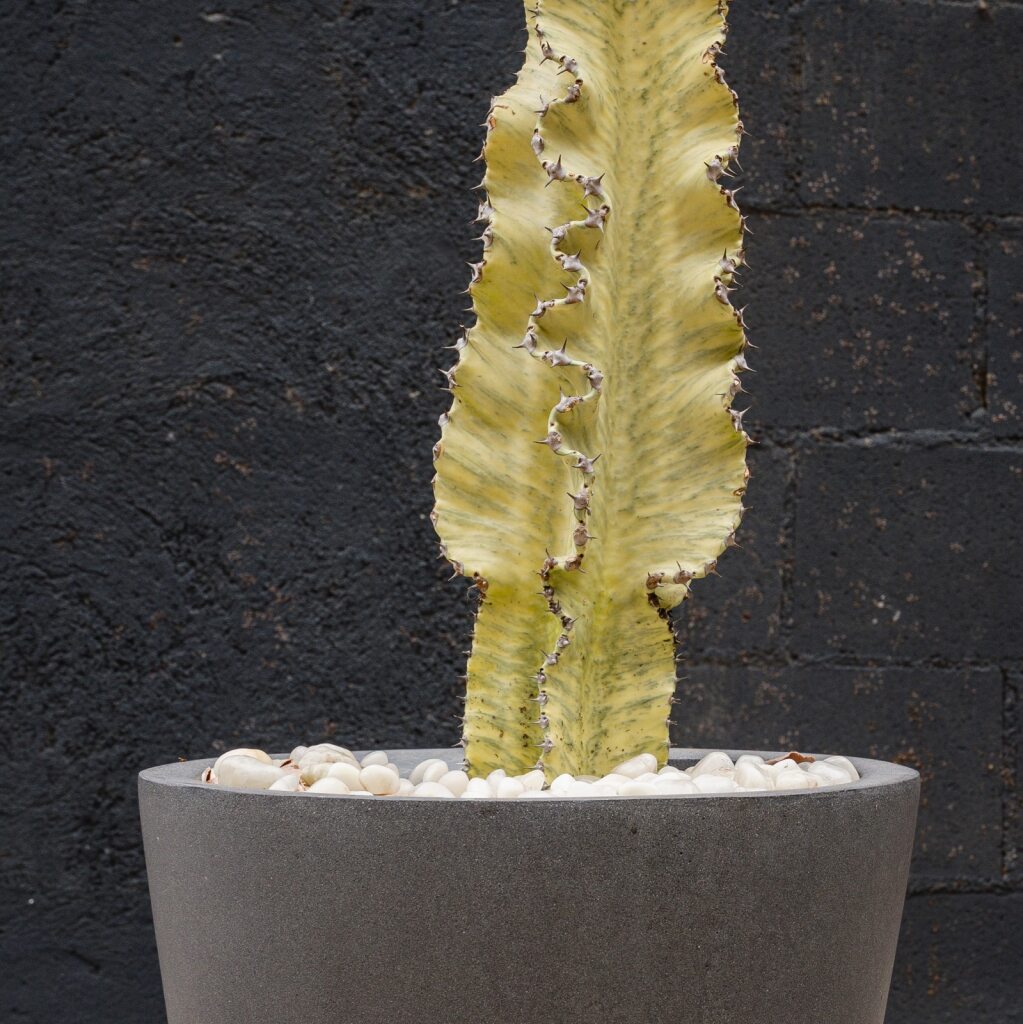 Euphorbia Ammak (Euphorbia ammak)