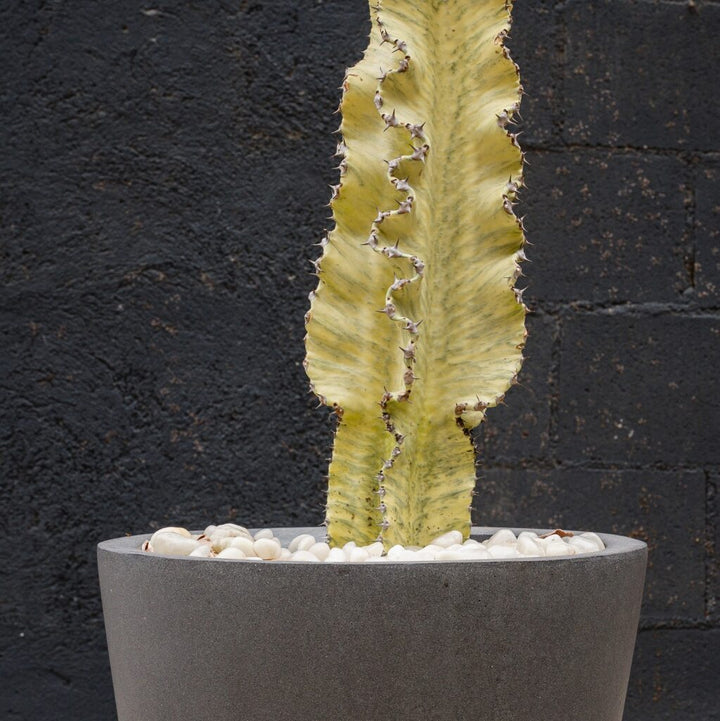 Euphorbia Ammak (Euphorbia ammak)