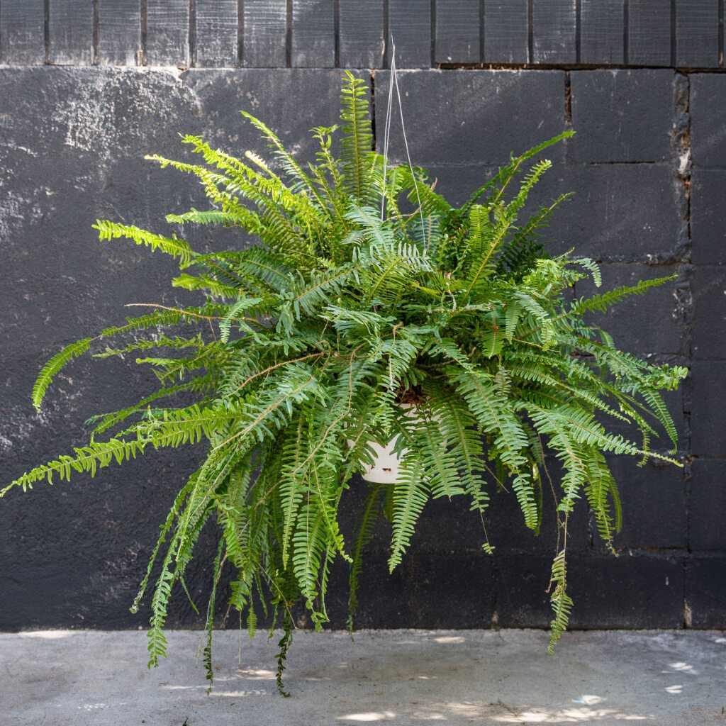 Fern Kimberly Queen (Nephrolepis Obliterata)