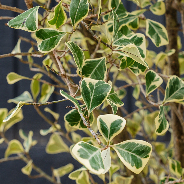 Ficus Triangularis Variegated Braid