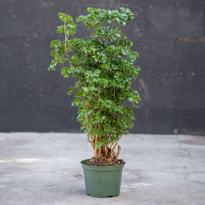 Aralia Ming Parsley (Polyscias fruticosa)
