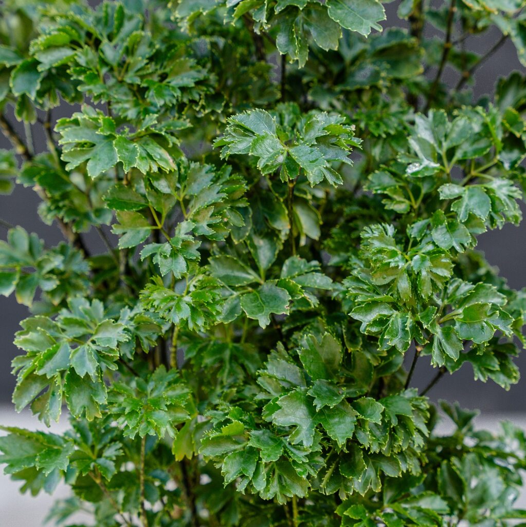 Aralia Ming Parsley (Polyscias fruticosa)