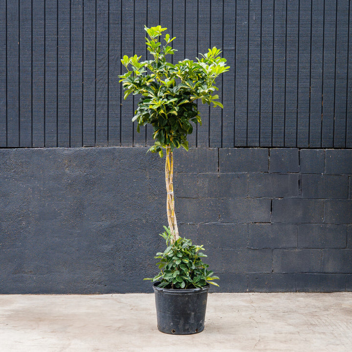 Schefflera Arboricola Variegated Pompom
