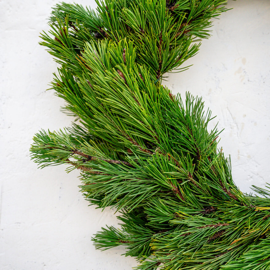 Wreath Shore Pine