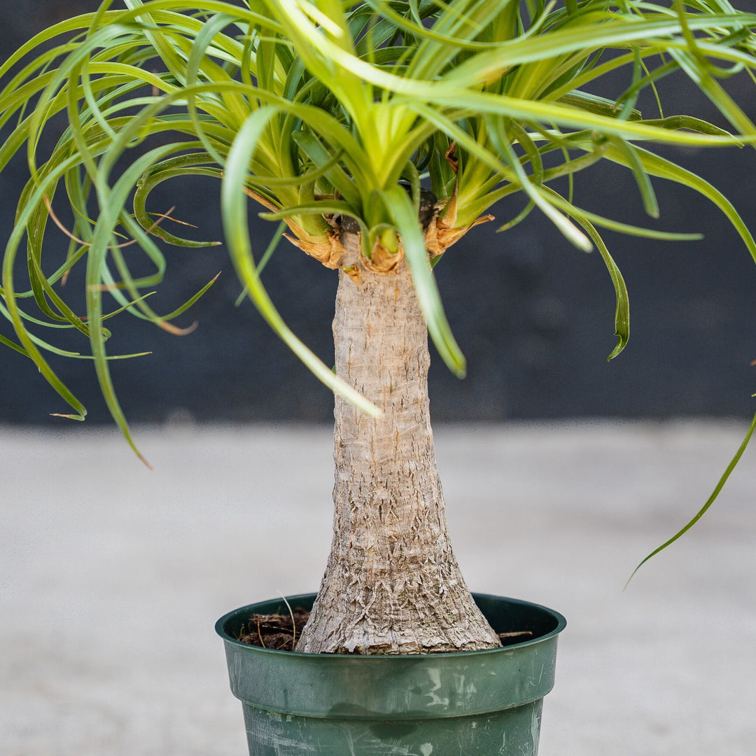ponytail palm in spanish Ponytail Palm (Beaucarnea recurvata) 10 in