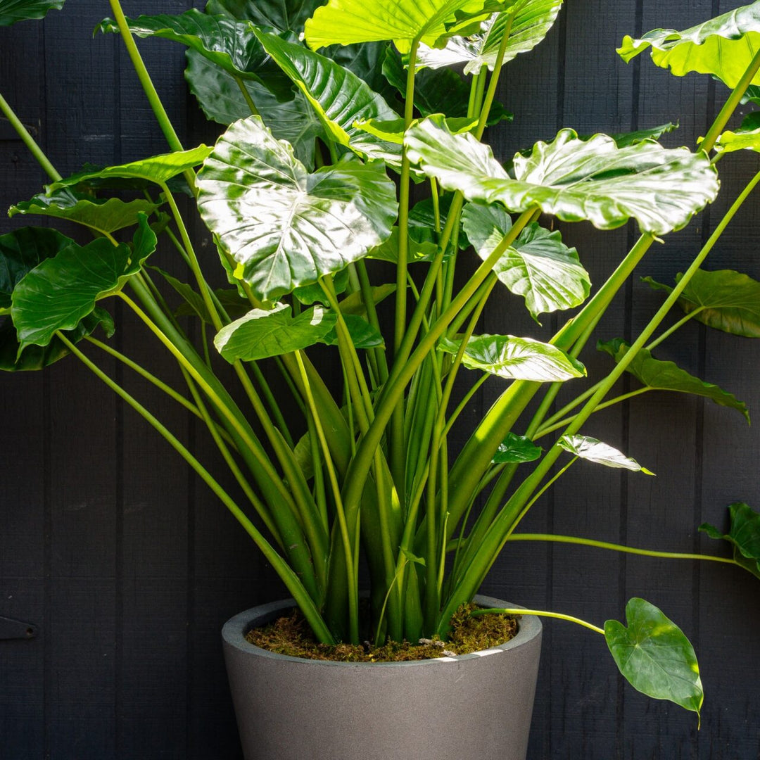 Giant Upright Elephant Ear (Alocasia Odora)