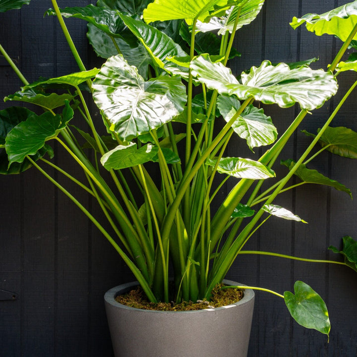 Giant Upright Elephant Ear (Alocasia Odora)