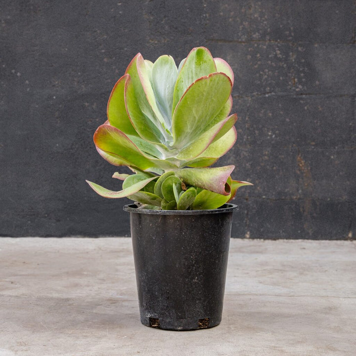 Kalanchoe luciae ‘Flapjack’ (Paddle Plant)