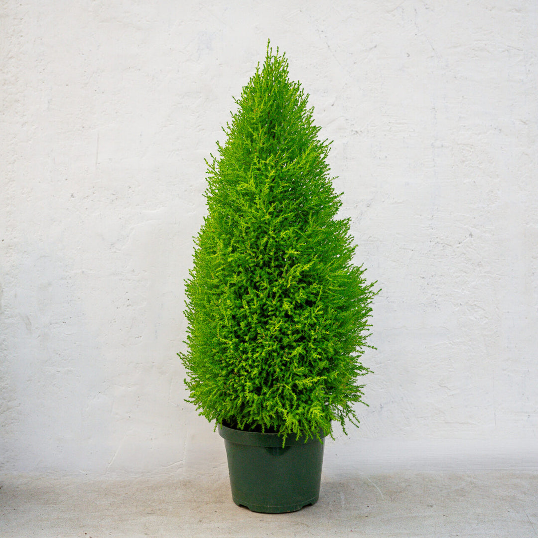 Lemon Cypress Topiary