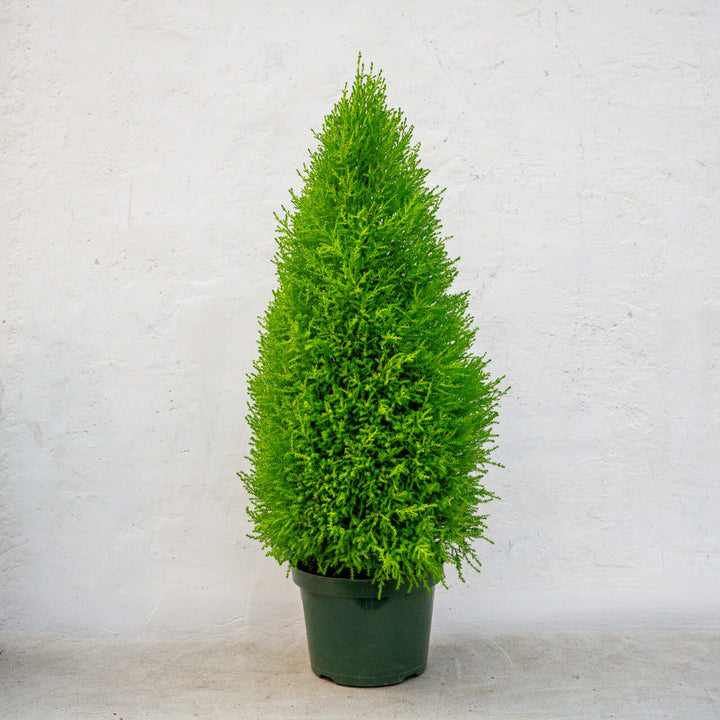 Lemon Cypress Topiary