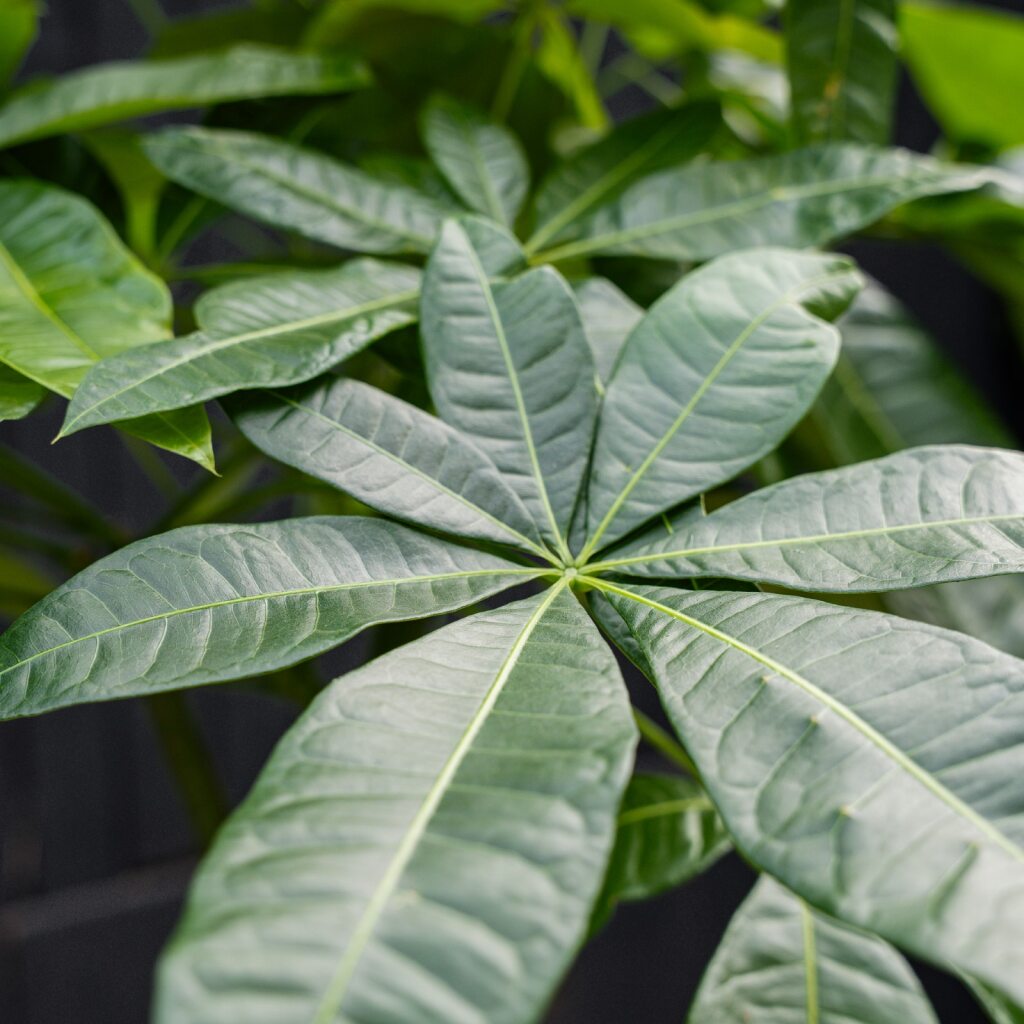 money tree pale leaves Money Tree Stump (Pachira aquatica) – Rolling Greens