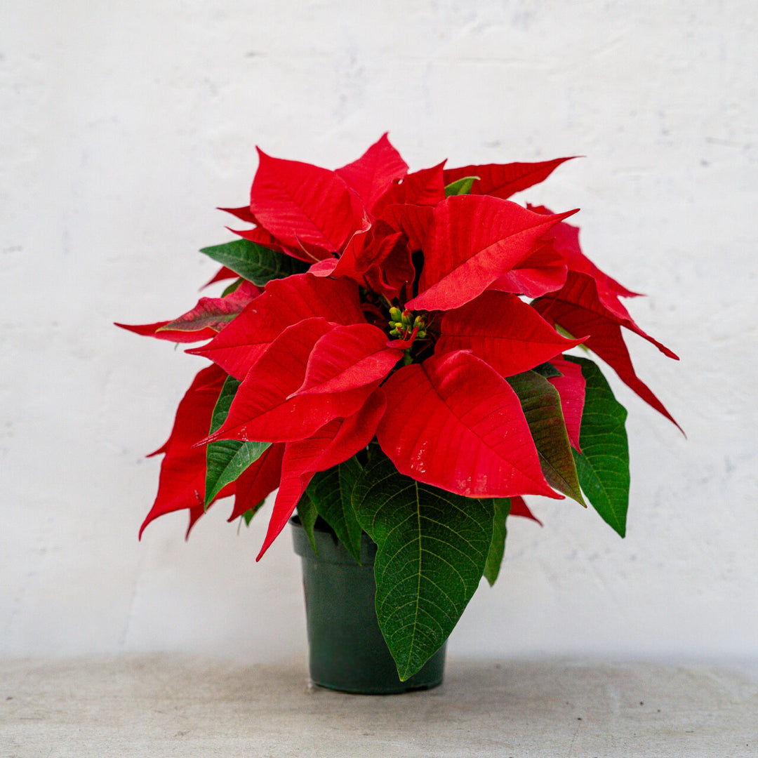 Poinsettia Classic Red