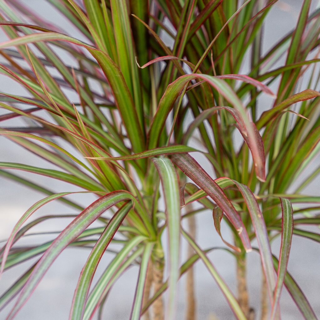 dracaena pink and green Dracaena Marginata (Red Princess)