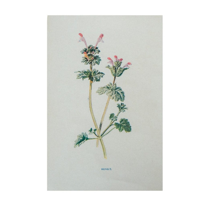 Vintage Botanical Illustration