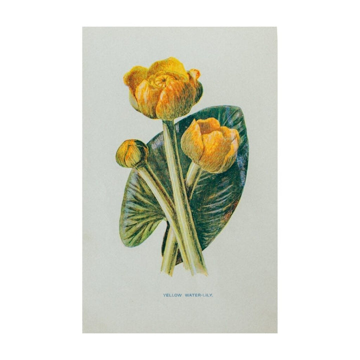 Vintage Botanical Illustration