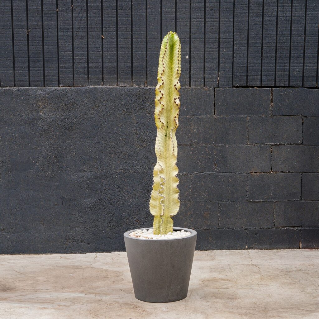 Euphorbia Ammak (Euphorbia ammak)