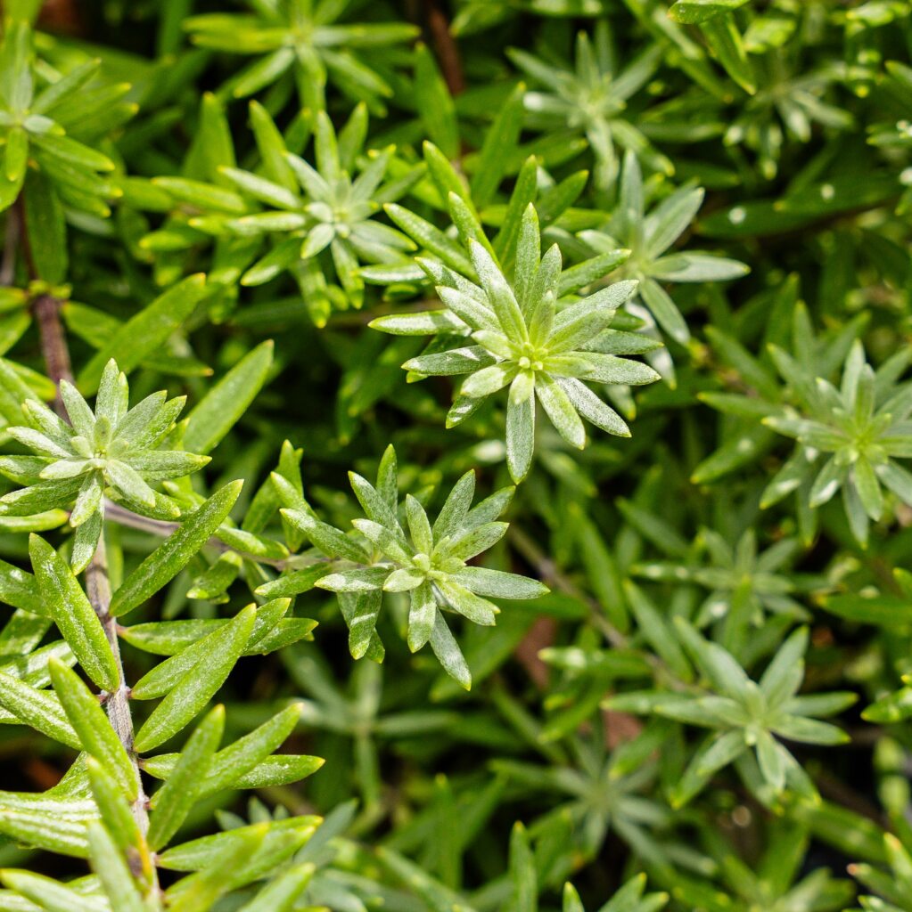 Coastal Rosemary ‘Mundi’ (Westringia fruticosa Mundi)