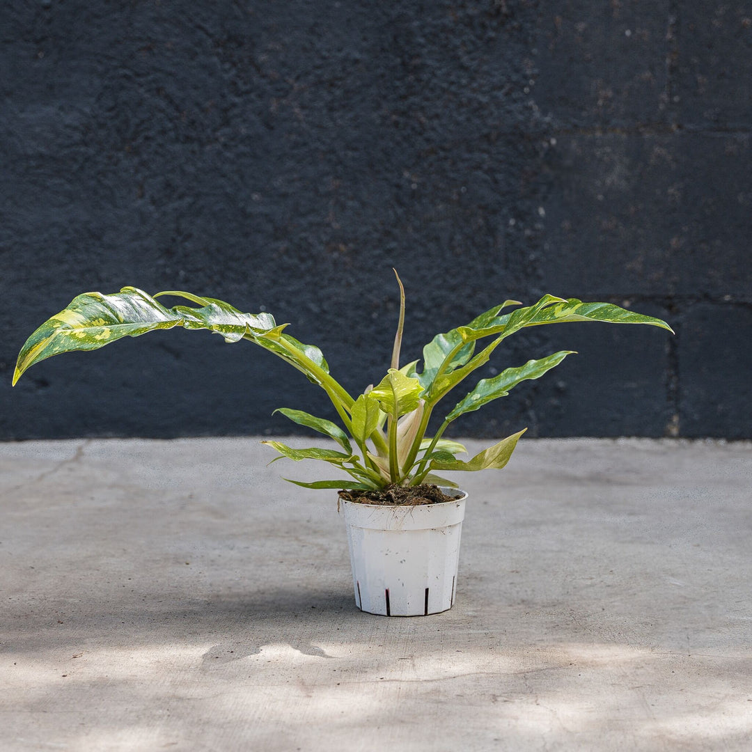 philodendron fraternum Philodendron Ring of Fire (Philodendron serratum) – Rolling Greens