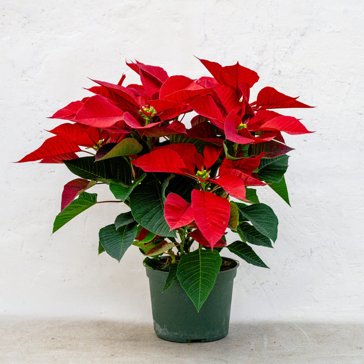 Poinsettia Classic Red