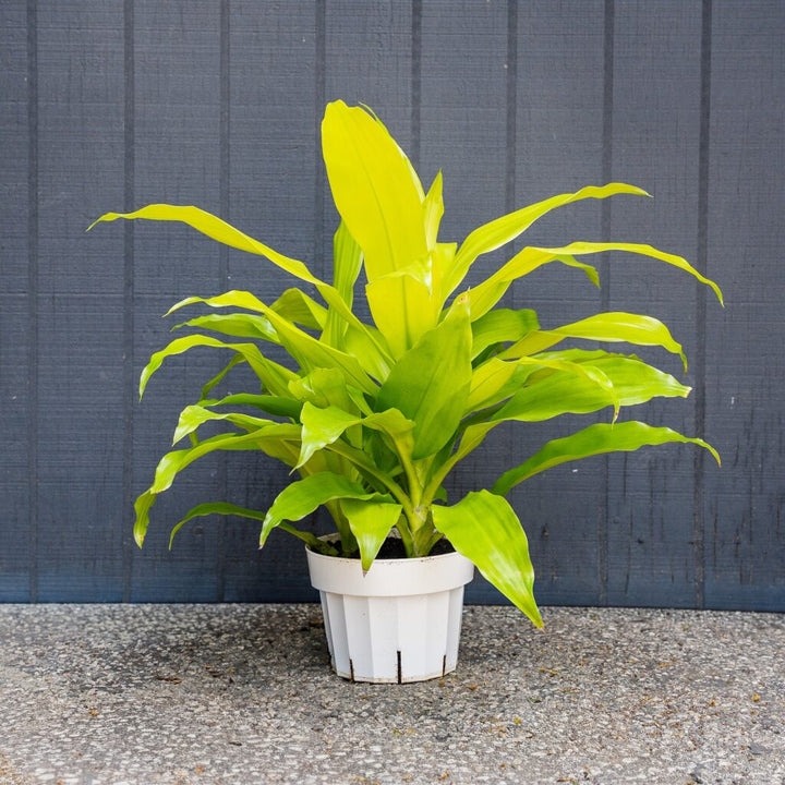 Limelight Dracaena (Dracaena fragrans Limelight)