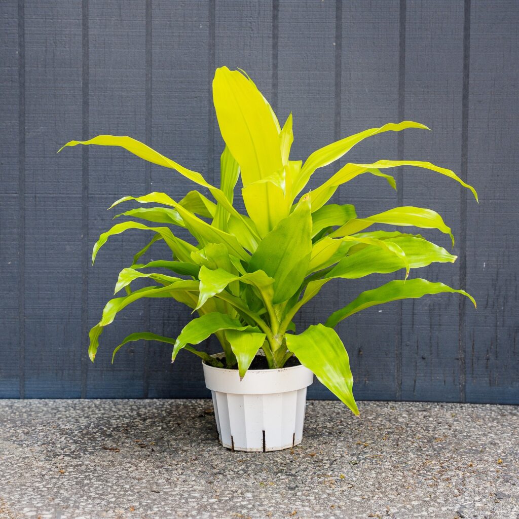 limelight dracaena Dracaena Fragrans Limelight (Dragon Plant)