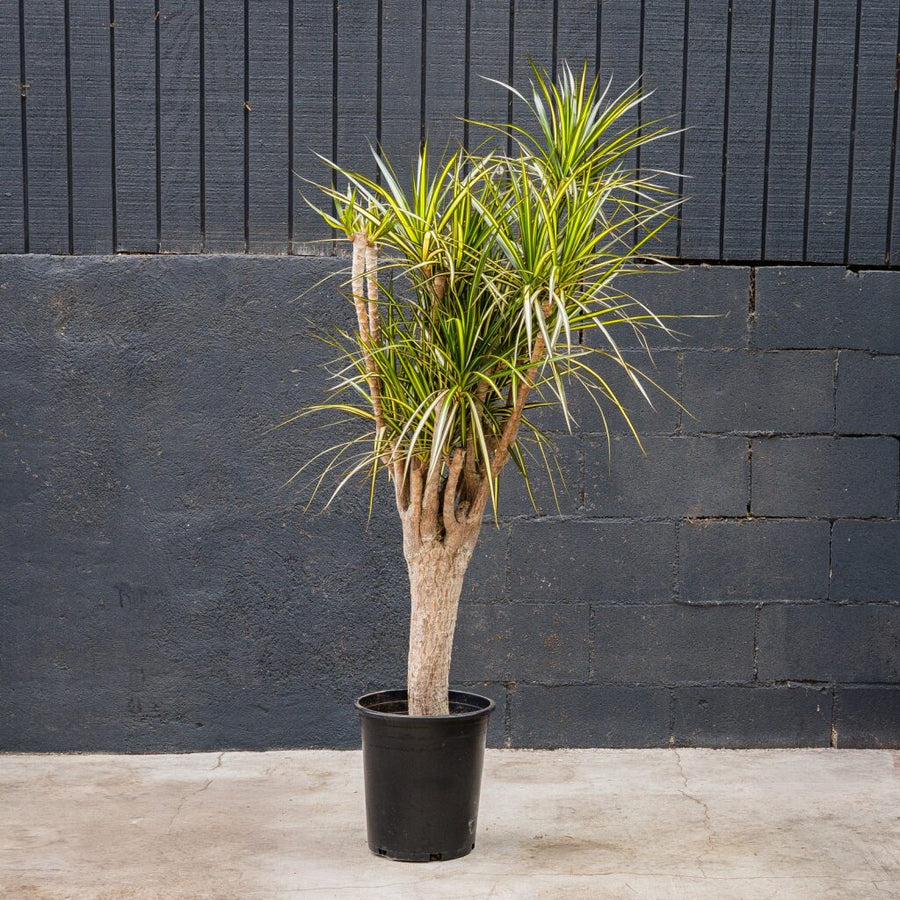 dracaena kiwi tips Dracaena Reflexa Kiwi Stump (Dragon Plant) – Rolling Greens