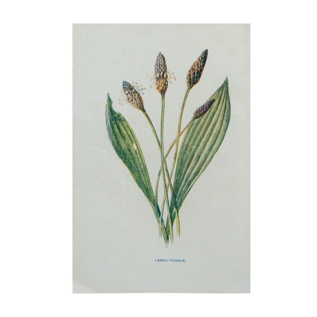 Vintage Botanical Illustration