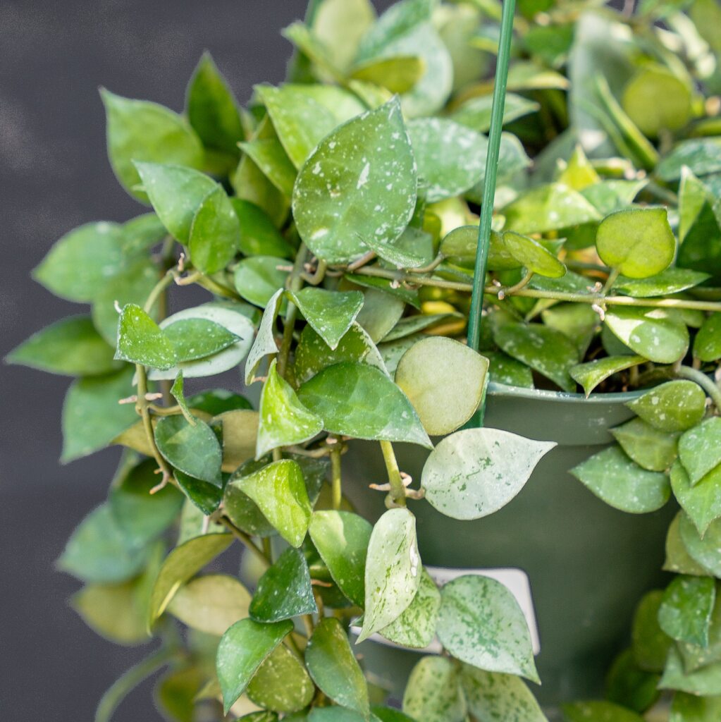 Hoya Eskimo (Hoya krohniana)